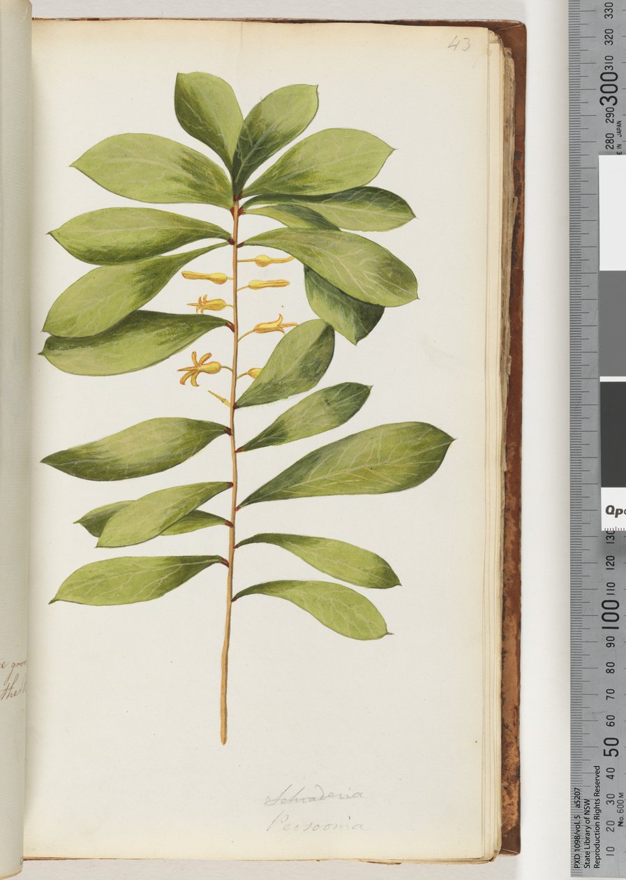 Page 43. Schraderia / Persoonia tekijältä Unknown artist