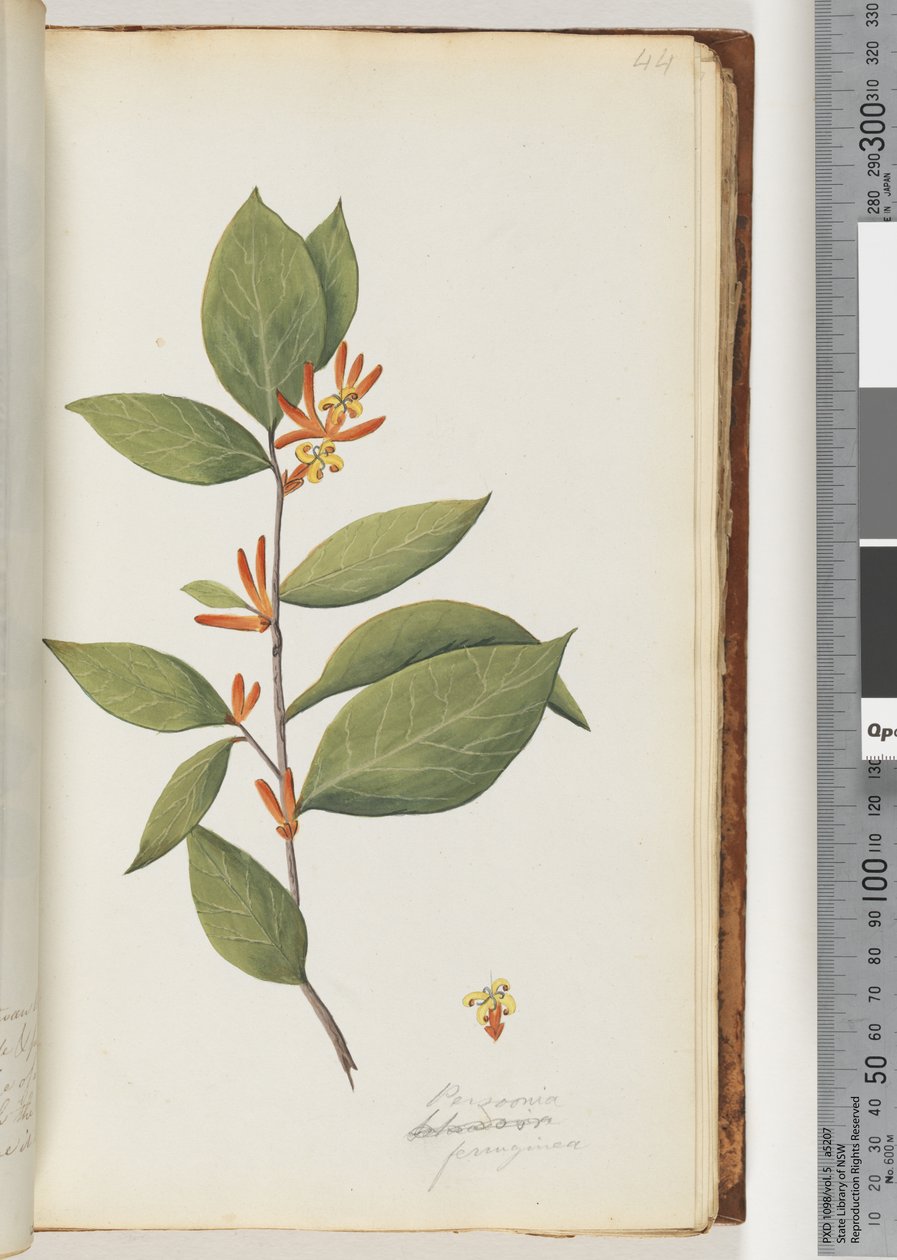 Page 44. Persoonia / Schraderia ferruginea tekijältä Unknown artist