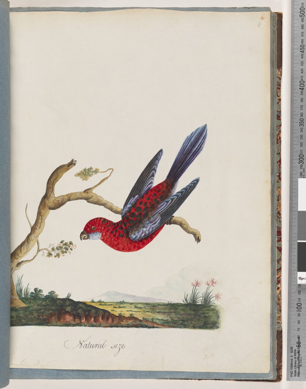 Sivu 45. Crimson Rosella. Viiripapuukaija tekijältä Unknown artist