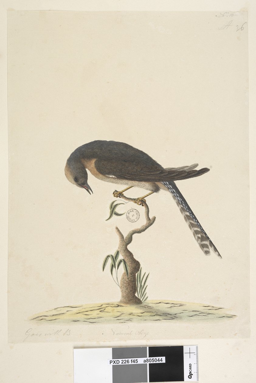 Sivu 45. Luonnollinen koko. ylhäällä oikealla eri kädessä A alhaalla vasemmalla Käy B:n kanssa eli f.44 Viuhka, Tailed Cuckoo Cacomantis pyrrhophanus, 1791-92 tekijältä Unknown artist
