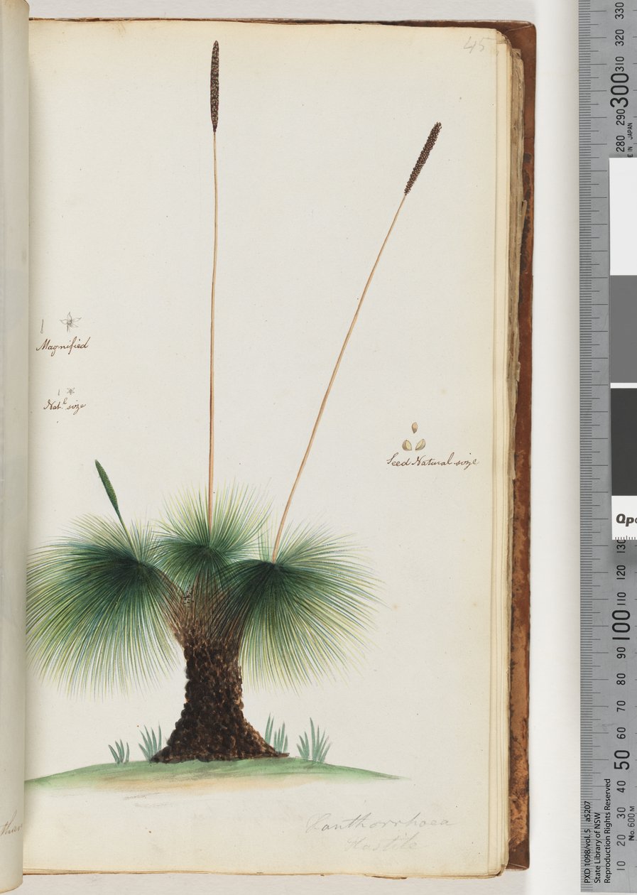 Sivu 45. Xanthorrhoea Hastile Grass tree Suurennettuna. Nat.l koko. Siemen Luonnollinen koko tekijältä Unknown artist