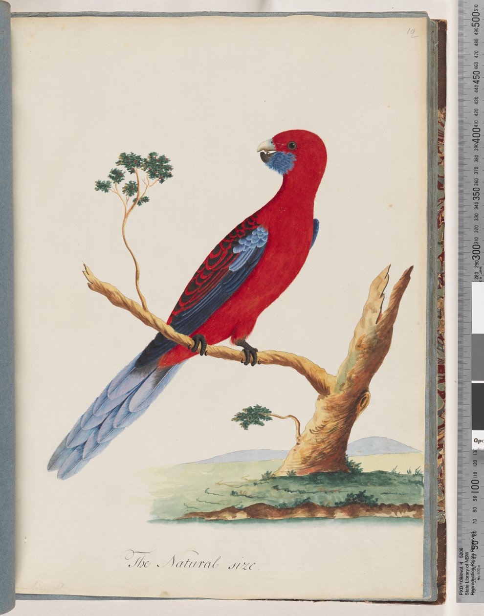 Sivu 46. Crimson Rosella. Viiripapuukaija tekijältä Unknown artist