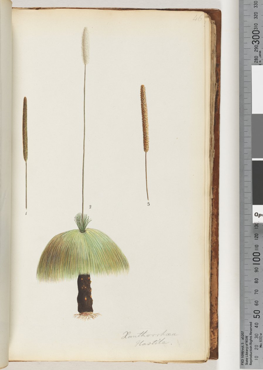 Sivu 46. Xanthorrhoea Hastile Grass puu tekijältä Unknown artist