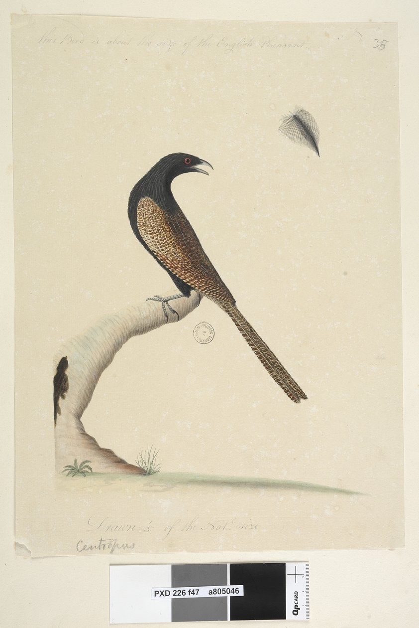 Sivu 47. Centropus. alemmassa keskustassa eri kädessä Tämä lintu on suunnilleen englantilaisen fasaanin kokoinen. Piirretty 1/3 natl. koko. Fasaani Coucal Centropus phasianinus, 1791-92 tekijältä Unknown artist