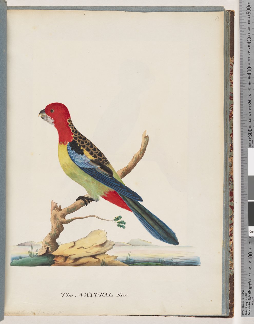 Sivu 47. Eastern Rosella. Ei sama papukaija tekijältä Unknown artist