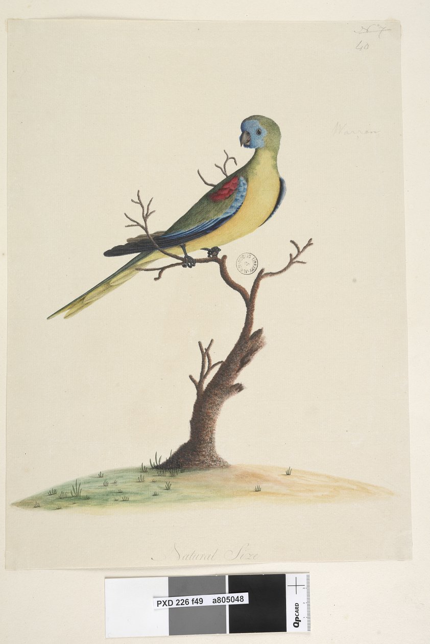Sivu 49. Sota, juoksi. alemmassa keskellä eri kädessä Luonnollinen koko. Turkoosi papukaija Neophema pulchella, uros, 1791-92 tekijältä Unknown artist
