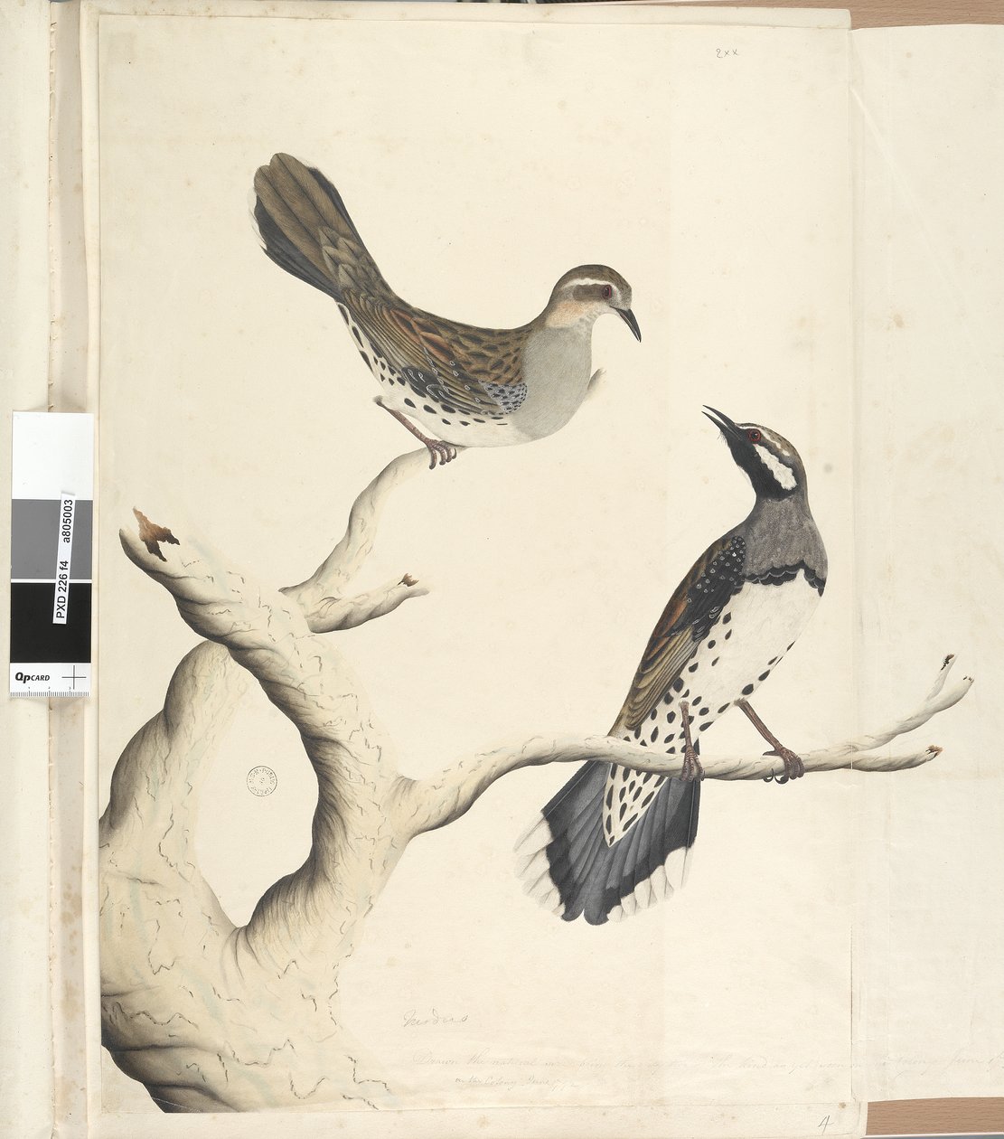 Sivu 4. Turdus. toisella kädellä piirretty luonnollinen koko, joka on ainoat kaksi sellaista, mikä on vielä nähty siirtokunnassa, kesäkuu 1792 täpliviiriäinen rastas Cinclosoma punctatum, 1791-92 tekijältä Unknown artist