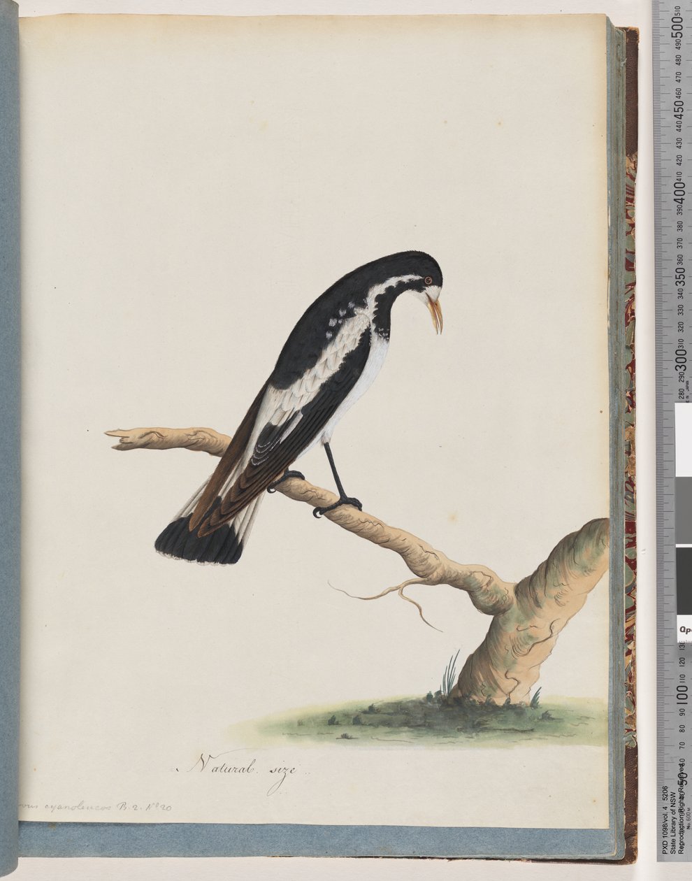Sivu 50. Harakkakiuru. Corvus cyanoleucos tekijältä Unknown artist