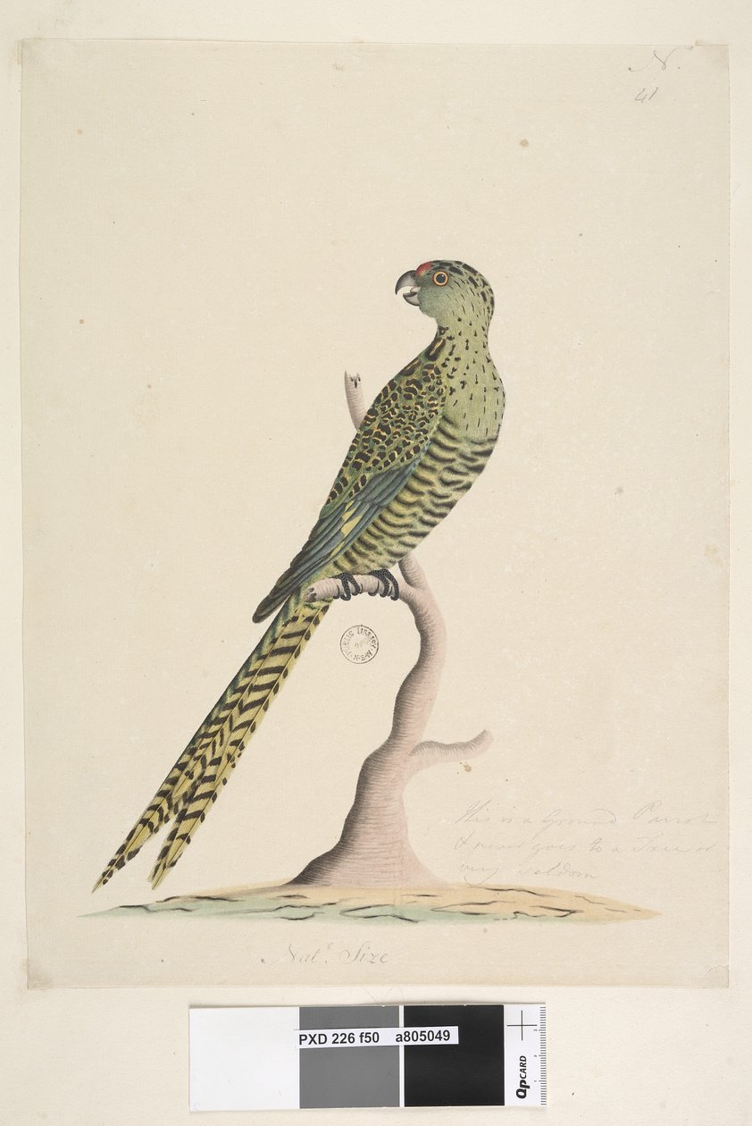 Sivu 50. Tämä on jauhettu papukaija, joka ei koskaan mene puuhun tai hyvin harvoin. alemmassa keskustassa eri kädessä Natl. koko. Maapapukaija Pezoporus wallicus, 1791-92 tekijältä Unknown artist