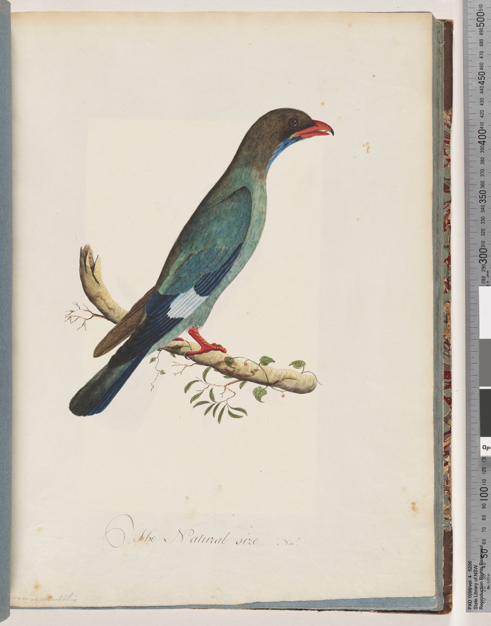 Sivu 51 Dollarbird. Coracius orientalis tekijältä Unknown artist