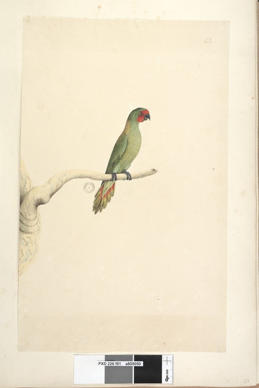 Sivu 51. Luonnonkokoinen Little Lorikeet Glossopsitta pusilla, 1791-92 tekijältä Unknown artist