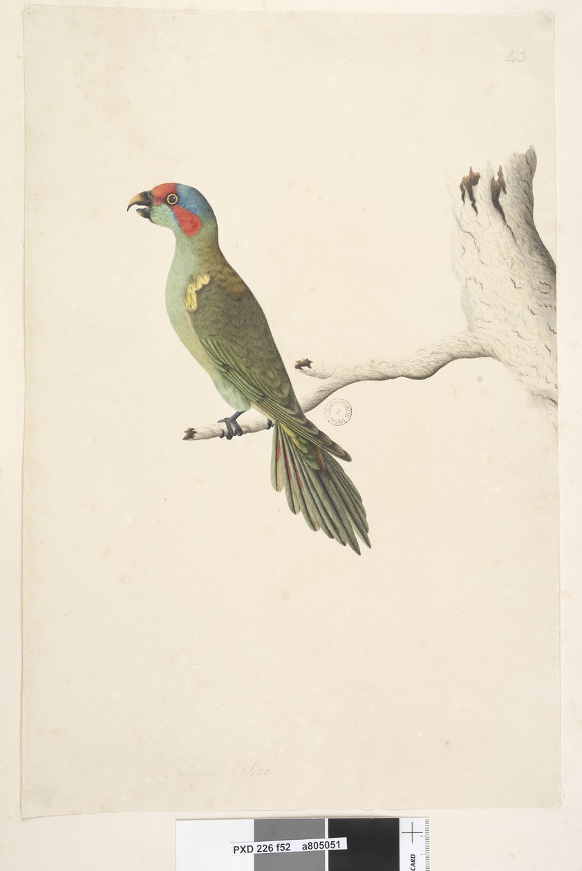 Sivu 52. Luonnollinen koko Musk Lorikeet Glossopsitta concolor, 1791-92 tekijältä Unknown artist