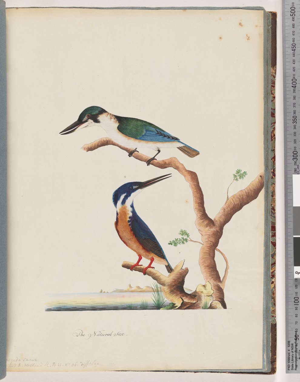 Sivu 53. 1. Pyhä Kingfisher. Alcedo sacre 2. Azure Kingfisher. 2, 3 varpainen N. Holland Kingfisher tekijältä Unknown artist