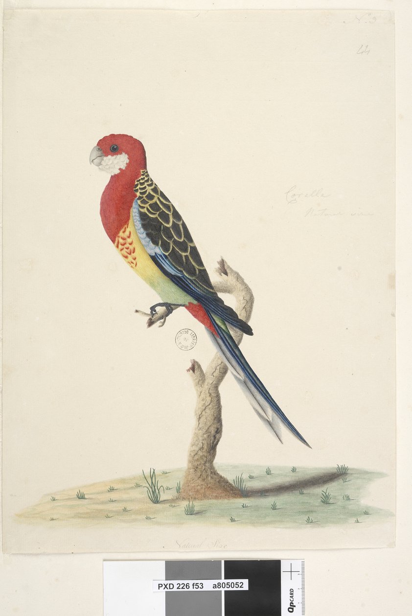 Sivu 53. Kakadu. Luonnollinen koko Eastern Rosella Platycercus eximius, 1791-92 tekijältä Unknown artist