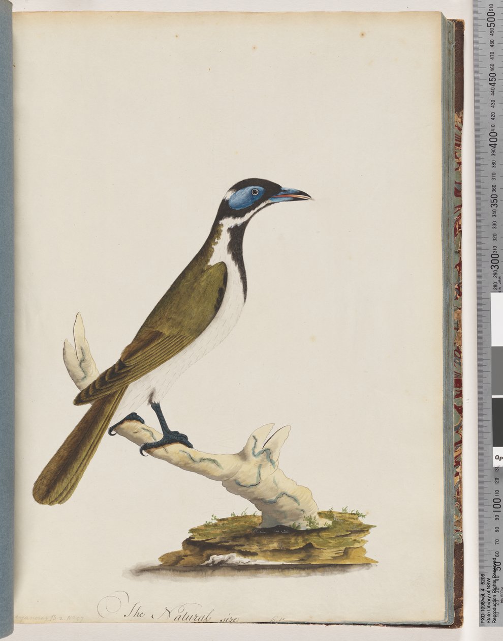 Sivu 54. Sininen, pintakuvioinen Honeyeater. Merops cyanoris. Siniposkinen sammas tekijältä Unknown artist