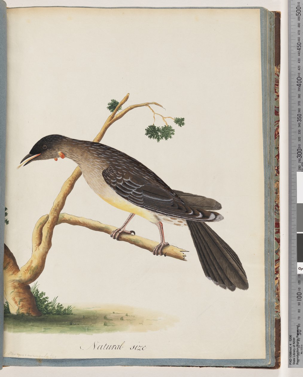Sivu 55. Red Wattlebird. Merops carunculatus tekijältä Unknown artist