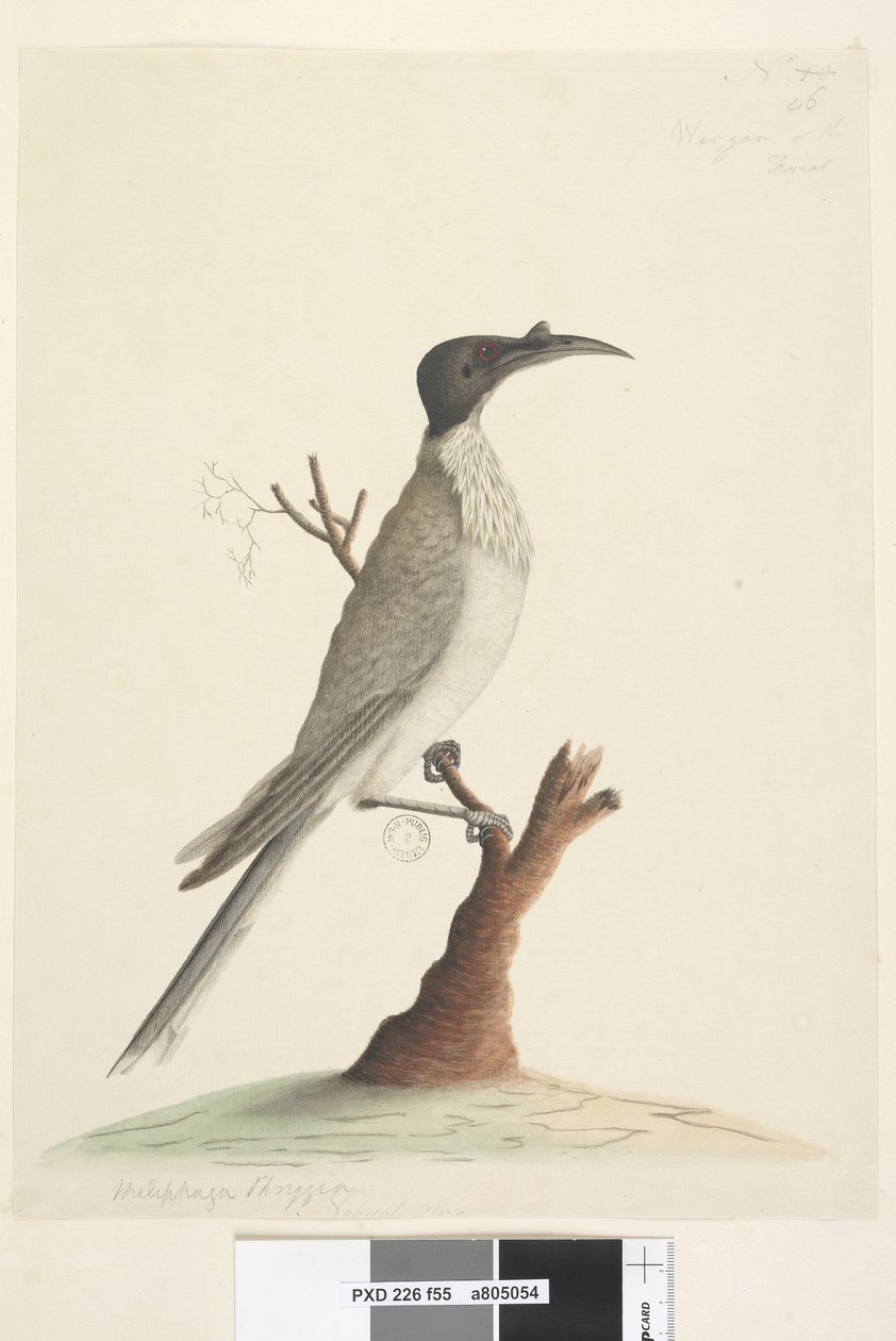Sivu 55. Wer,gan tai fristi. vasemmassa alakulmassa toisessa kädessä Meliphaga Phrygia. alempana keskellä kolmannessa kädessä Luonnollinen koko Noisy Friarbird Philemon corniculatus, 1791-92 tekijältä Unknown artist