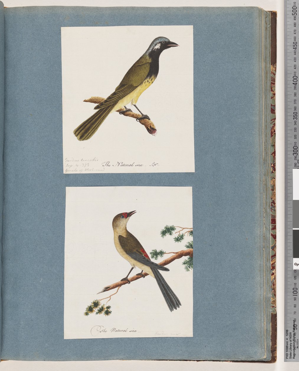 Sivu 56. Tuntematon lintu. Turdus leucotis. 57. Punasilmäpeippo. Turdus uusi tekijältä Unknown artist