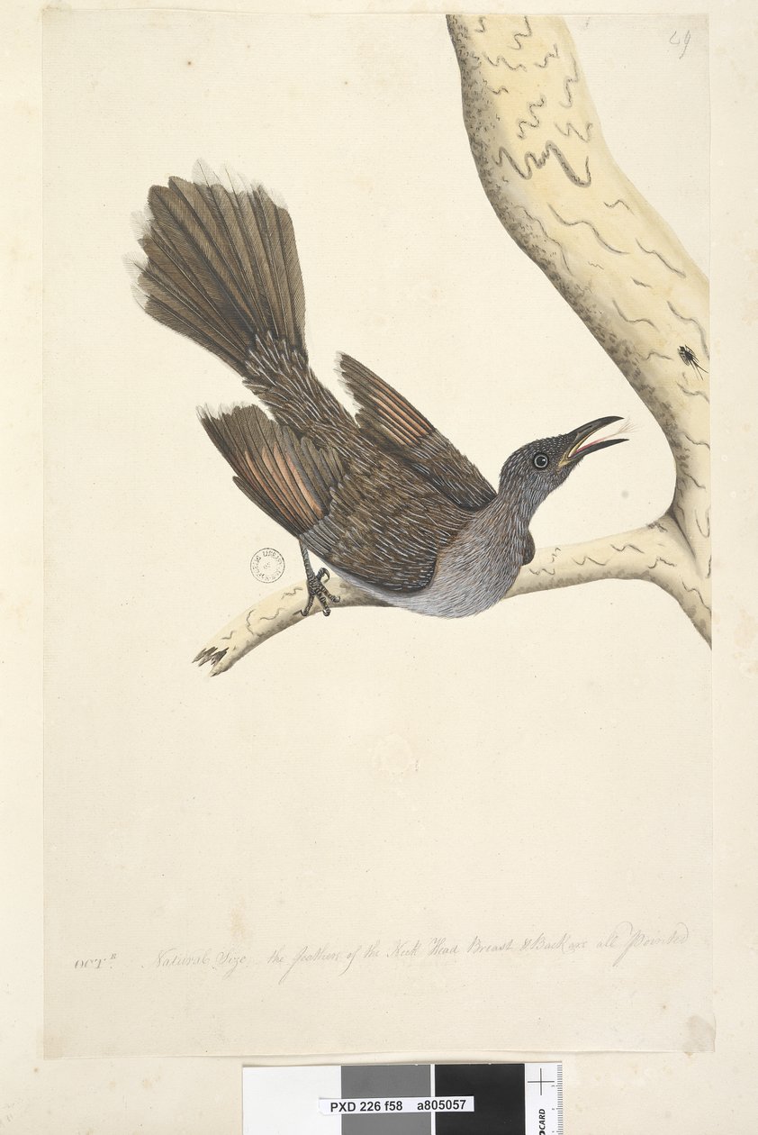 Sivu 58. lokakuu Luonnollinen koko, höyhenet niskan pään rinnassa ja selässä ovat kaikki teräviä Harjawattle, Bird Anthochaera chrysoptera, 1791-92 tekijältä Unknown artist