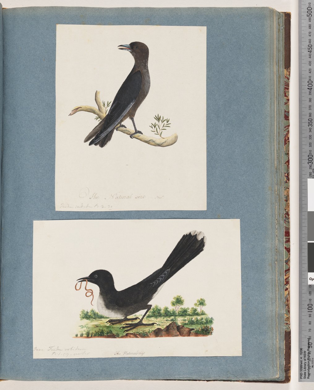 Sivu 58. Tuntematon lintu. Turdus. 59. Tuntematon lintu. Turdus tekijältä Unknown artist
