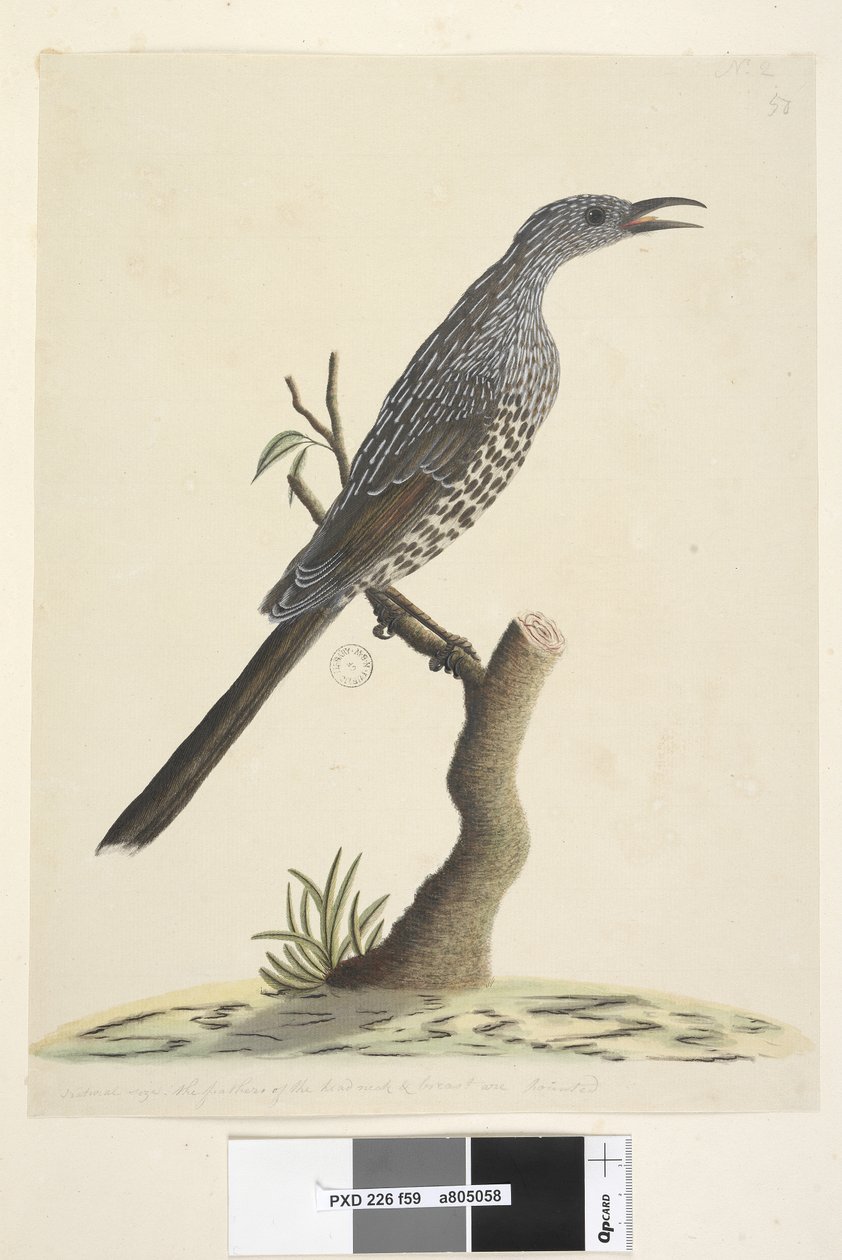 Sivu 59. Luonnollinen koko, pään kaulan ja rintojen höyhenet ovat teräviä. Brush Wattle, Bird Anthochaera chrysoptera, 1791-92 tekijältä Unknown artist
