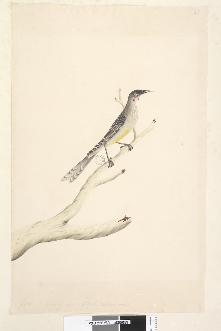 Sivu 60. Kesäkuu. Pienempi mittakaavassa puoleen luonnollisesta koosta Red Wattle, Bird Anthochaera carunculata, 1791-92 tekijältä Unknown artist