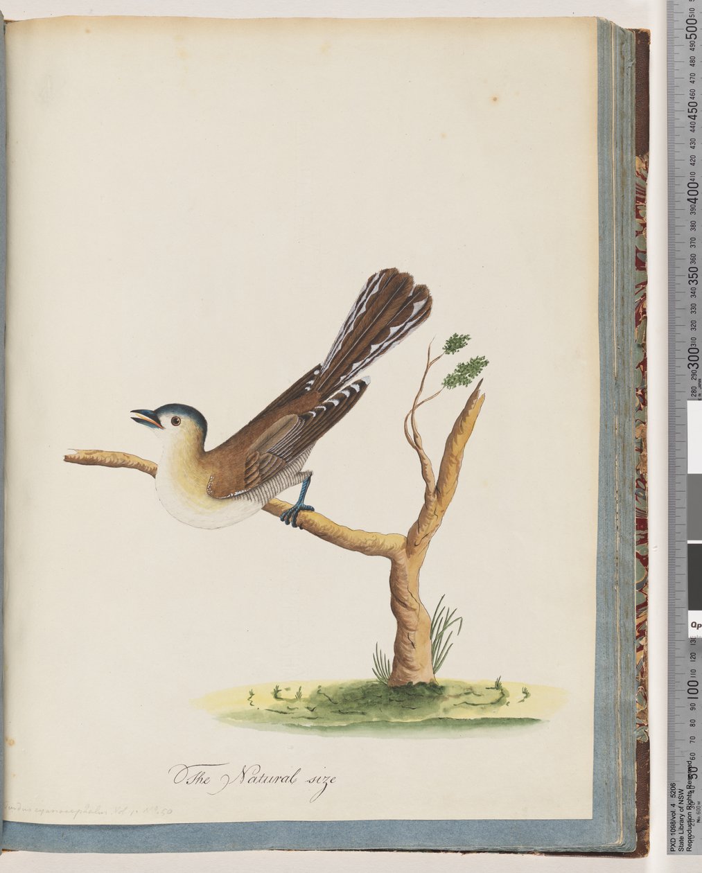 Sivu 60. Tuntematon lintu. Turdus cyanocephalus. Sinipäinen sammas tekijältä Unknown artist