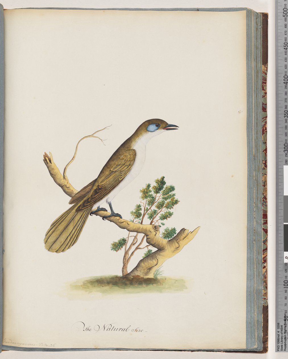 Sivu 61. Sinipäinen Honeyeater. Turdus cyanoris. Siniposkinen sammas tekijältä Unknown artist