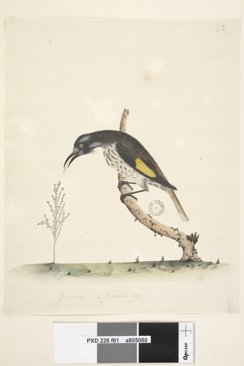 Sivu 61 Luonnonkokoinen Yellow Winged Honeyeater New Holland, 1791-92 tekijältä Unknown artist