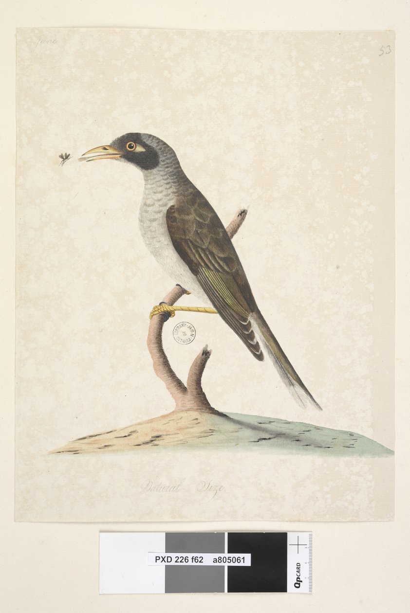 Sivu 62. Kesäkuu. Luonnollinen koko Noisy Miner Myzantha melanocephala, 1791-92 tekijältä Unknown artist