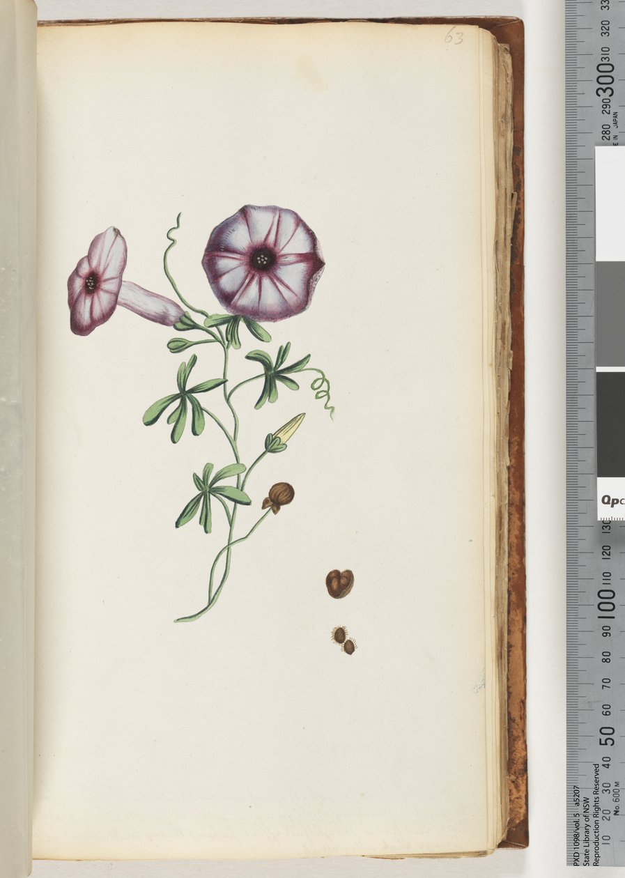 Sivu 63. Convolvulus tekijältä Unknown artist