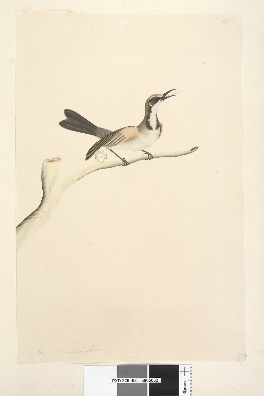 Sivu 63. Toukokuu. Luonnonkokoinen Tawny Crown Honeyeater Phylidonyris melanops, 1791-92 tekijältä Unknown artist