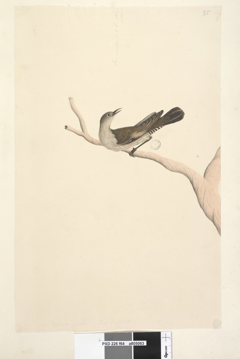 Sivu 64. Luonnollinen koko. Iris epäilee. Iriksen oletetaan olevan oljenvärinen Brown Tree, Creeper Climacteris picumnus, 1791-92 tekijältä Unknown artist