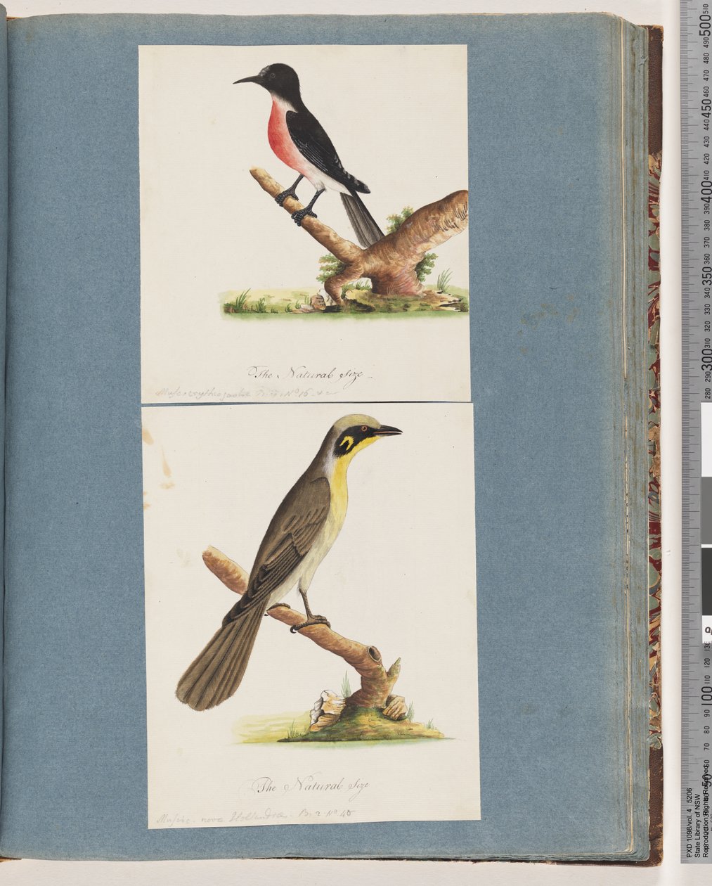 Sivu 64. Scarlet Robin. Crythrogastran kärpänen. 65. Keltatuftainen Honeyeater. Muscicapa Nova Hollandiae tekijältä Unknown artist