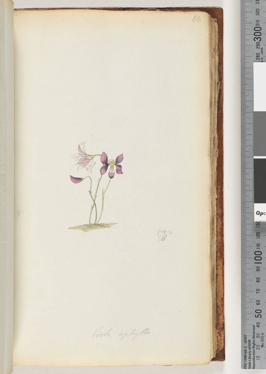Sivu 66. Viola aphylla / Wild Violet tekijältä Unknown artist