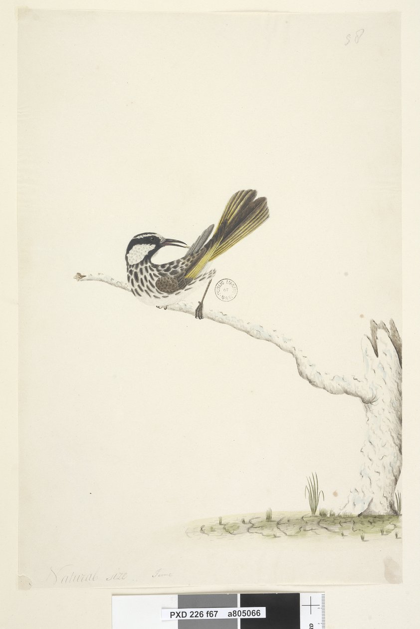 Sivu 67. Luonnollinen koko, kesäkuu Valkoinen, Cheeked Honeyeater Phylidonyris nigra, 1791-92 tekijältä Unknown artist