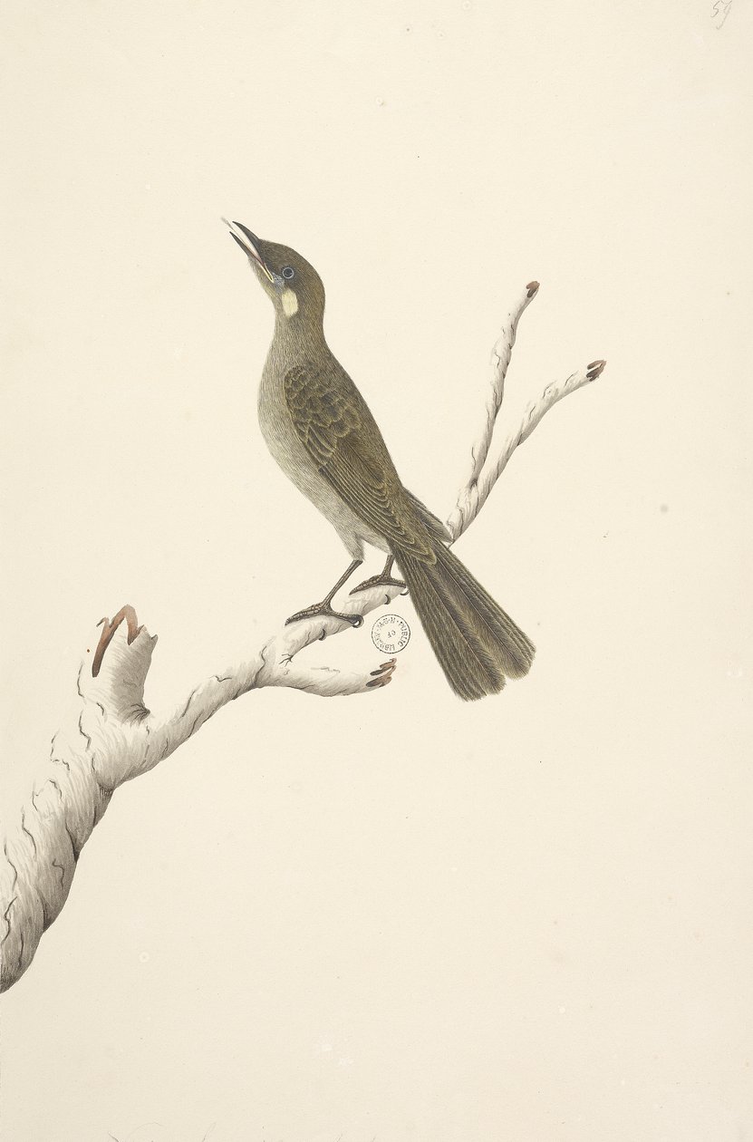 Sivu 68. Luonnollinen koko, August Lewin Honeyeater Meliphaga Lewinii, 1791-92 tekijältä Unknown artist