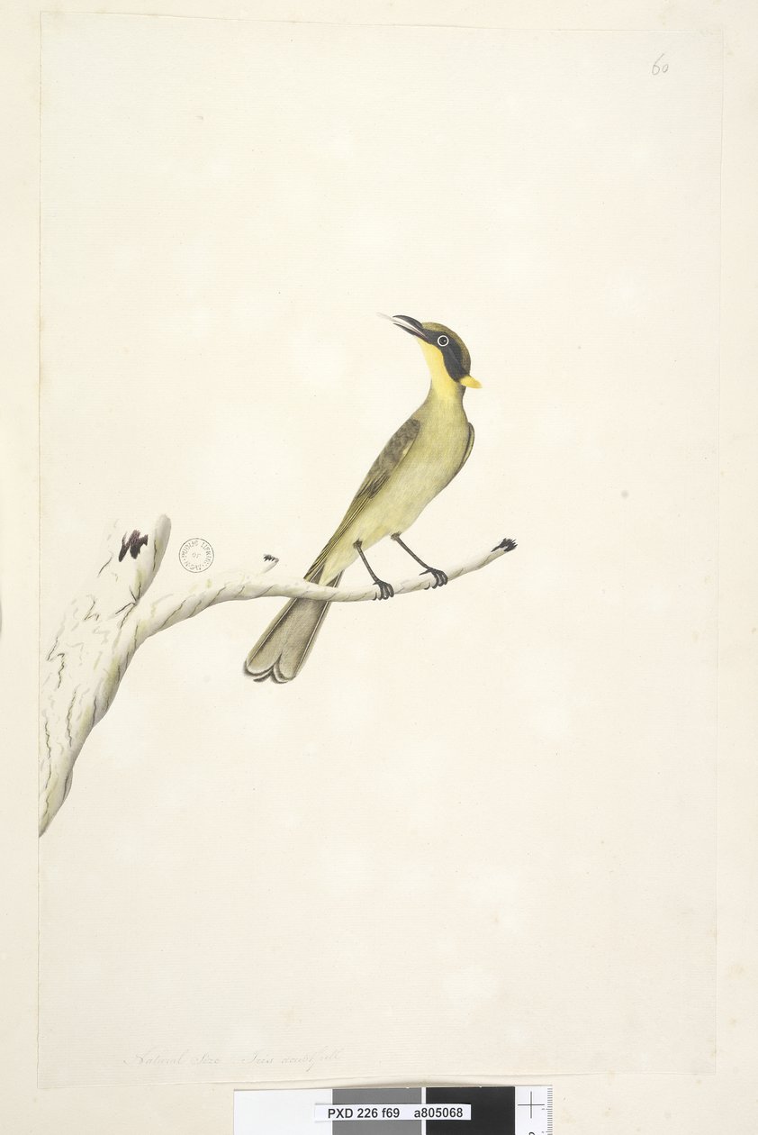 Sivu 69. Luonnollinen koko. Iris epävarma keltainen, tuftainen hunajakämpi Lichenostomus melanops, 1791-92 tekijältä Unknown artist