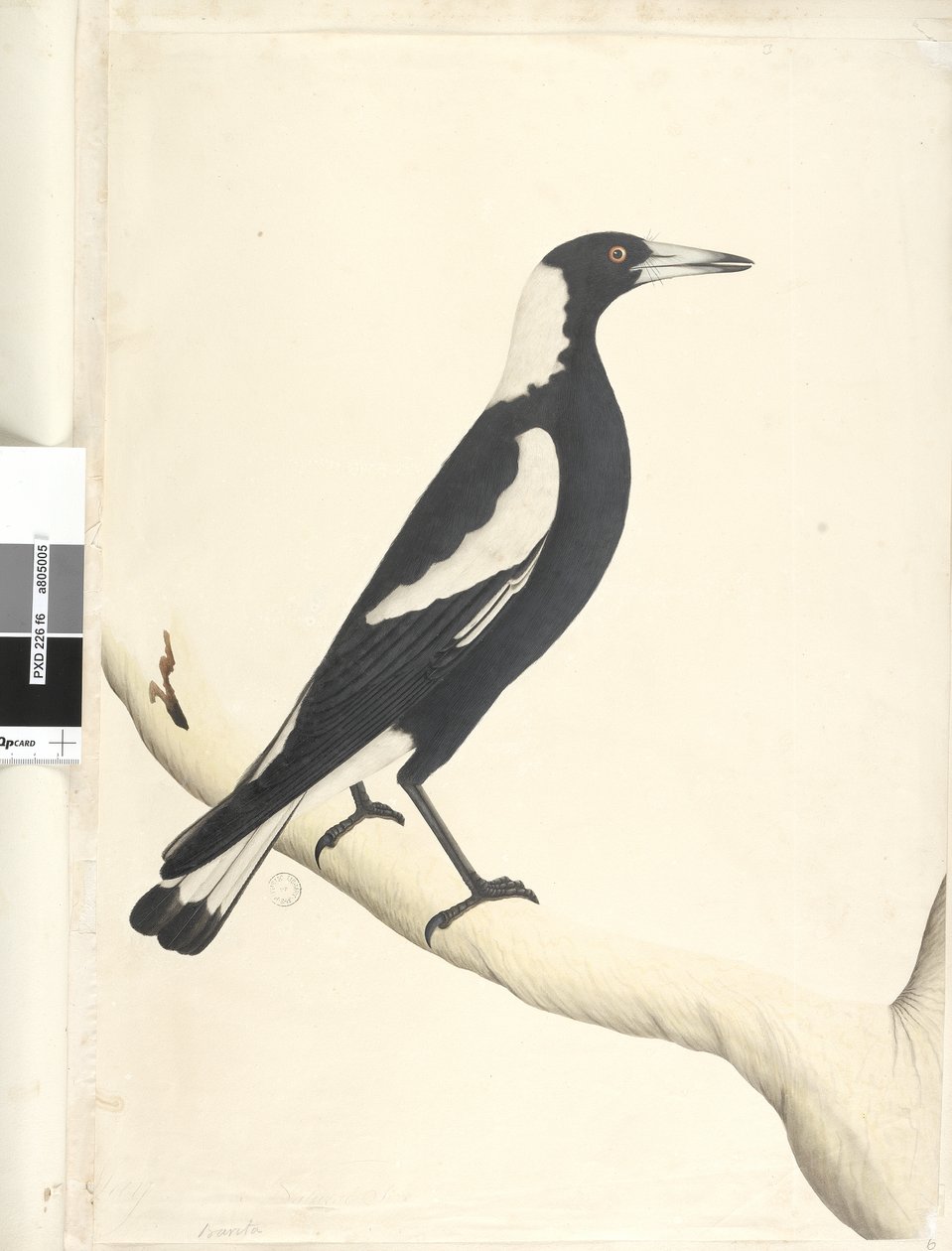 Sivu 6. Barita. otsikon yläpuolella eri kädessä toukokuussa. Luonnollinen koko Musta, Tausta Harakka Gymnorhina tibicen, 1791-92 tekijältä Unknown artist