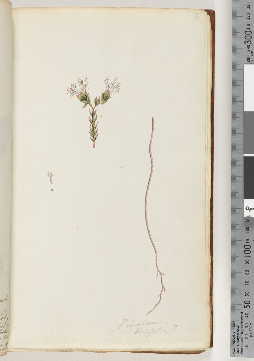 Sivu 6. Pimelea linifolia tekijältä Unknown artist