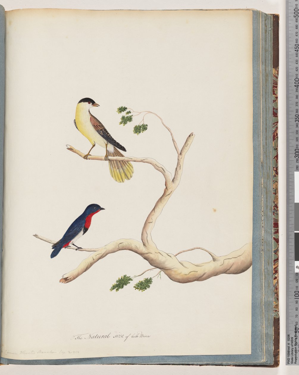 Sivu 70. 1. Tuntematon lintu. Bonnet Warbler tekijältä Unknown artist