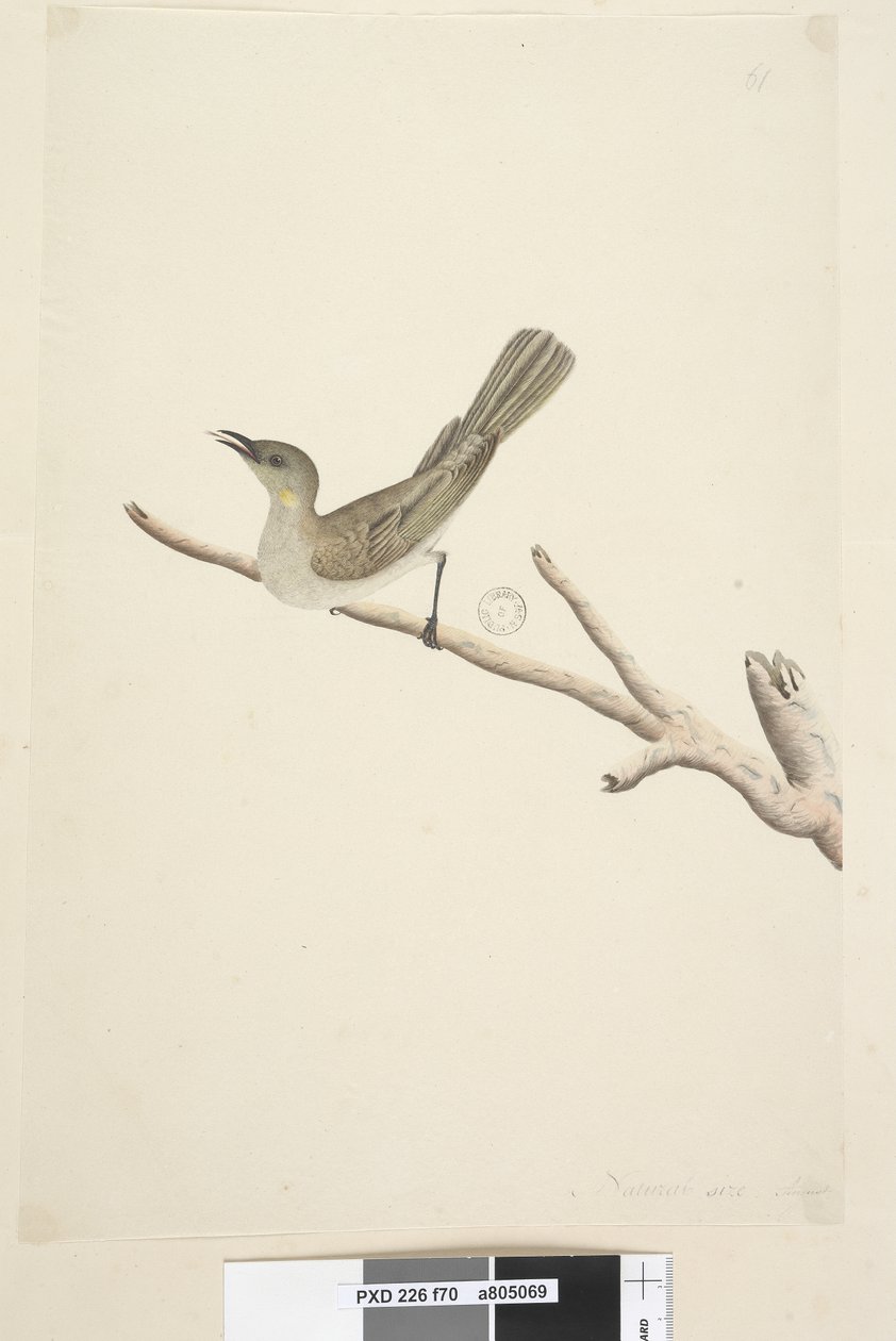 Sivu 70. Luonnollinen koko. Elokuu Fuscous Honeyeater Lichenostomus fuscus, 1791-92 tekijältä Unknown artist