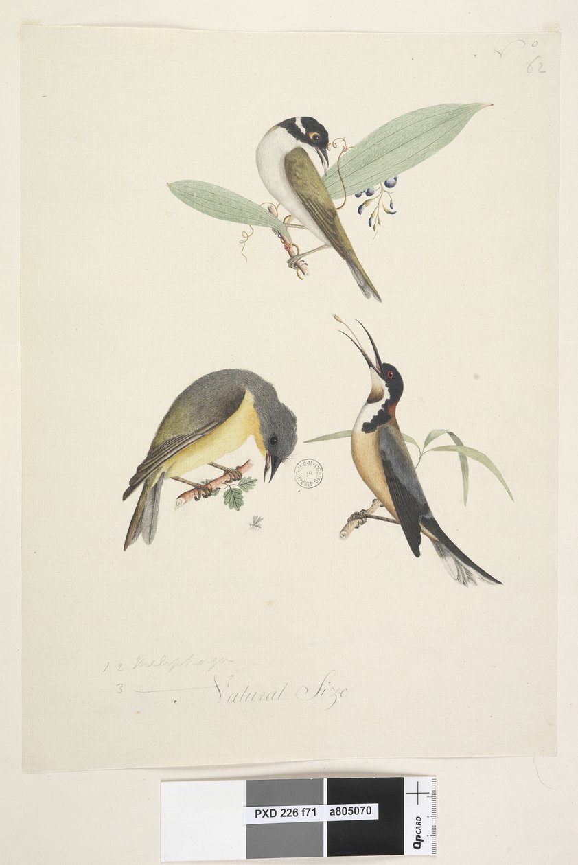 Sivu 71. 1, 2. Meliphaga. 3., ? alemmassa keskellä eri kädessä Luonnollinen koko. Kolme lintua esitetään: 1. Valkoinen, naped Honeyeater tekijältä Unknown artist
