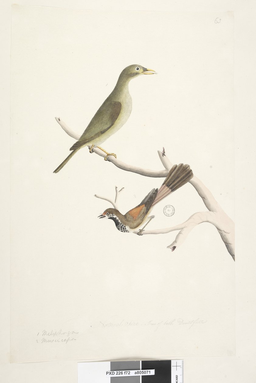 Sivu 72. 1. Meliphaga. 2. Muscicapa. Luonnollinen koko. Kummankin iiris epäilee. Bell Miner Manorina melanophrys ja Rhipidura rufifrons, 1791-92 tekijältä Unknown artist
