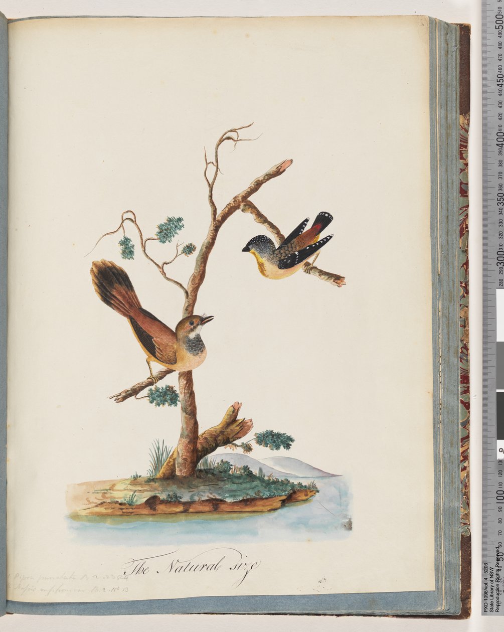 Sivu 72. 1. Spotted Pardalote. Pipra punctata 2. Tuntematon lintu. Muscicapa rufi peräisin tekijältä Unknown artist