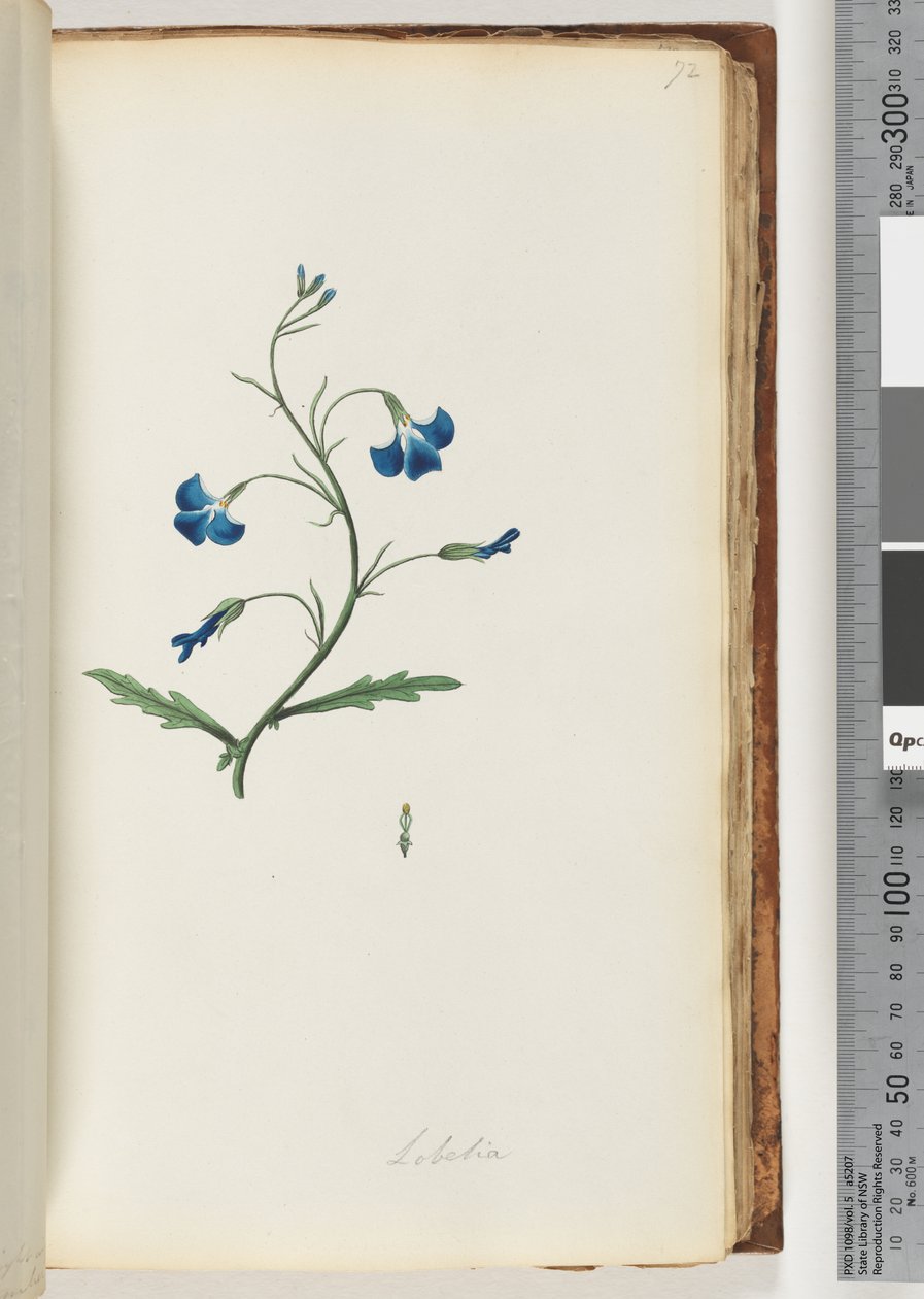 Sivu 72. Lobelia tekijältä Unknown artist