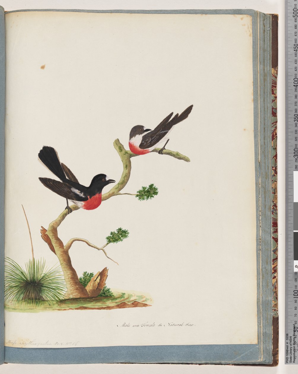 Sivu 73. Scarlet Robins tekijältä Unknown artist