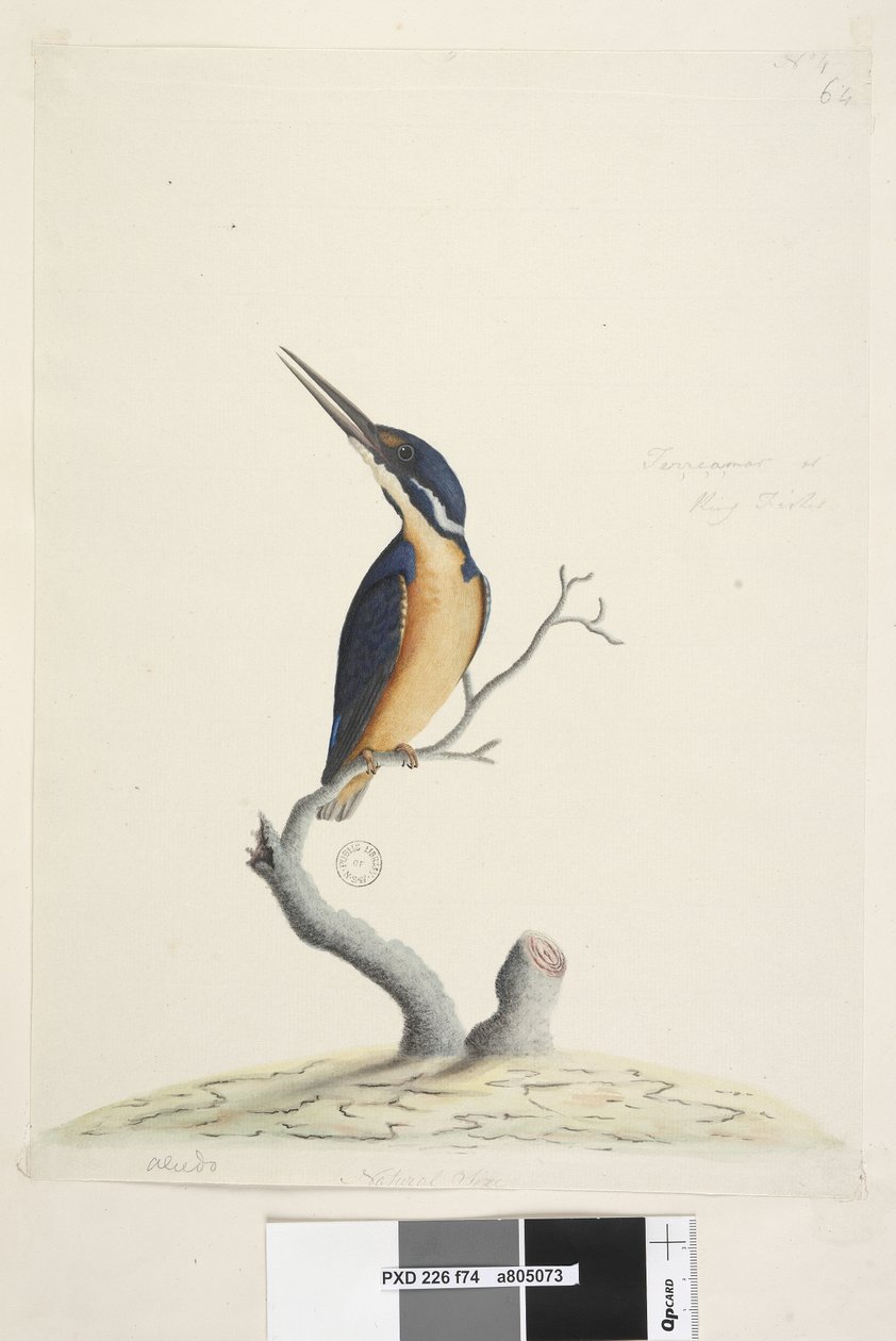 Sivu 74. Ter,re,a,mar tai King Fisher. alhaalla vasemmalla eri kädessä Alcedo. alemmassa keskellä kolmannessa kädessä Luonnollinen koko Azure Kingfisher Alyone azurea, 1791-92 tekijältä Unknown artist