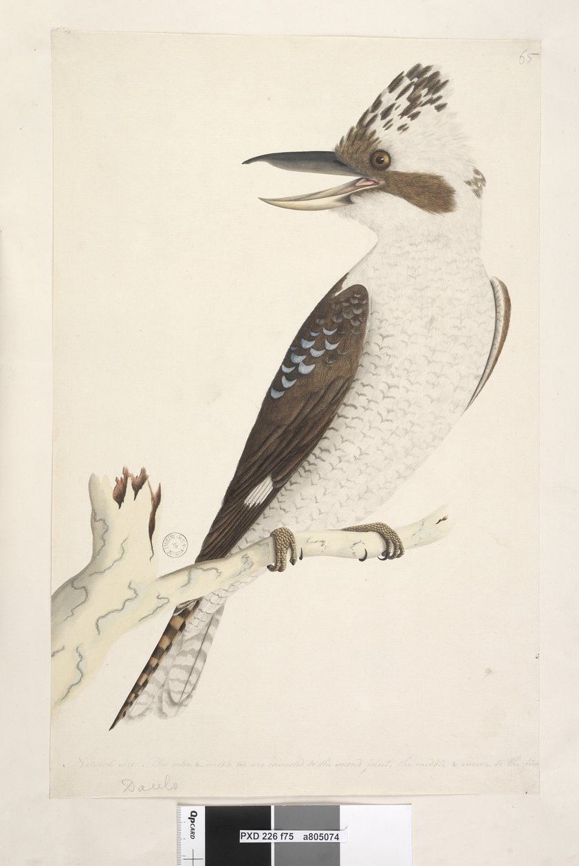 Sivu 75. Dacelo. alareunaa pitkin eri kädessä Luonnollinen koko. Ulko- ja keskivarvas on yhdistetty toiseen niveleen, keski- ja sisävarvas ensimmäiseen. Naurava Jackass Dacelo gigas, 1791-92 tekijältä Unknown artist
