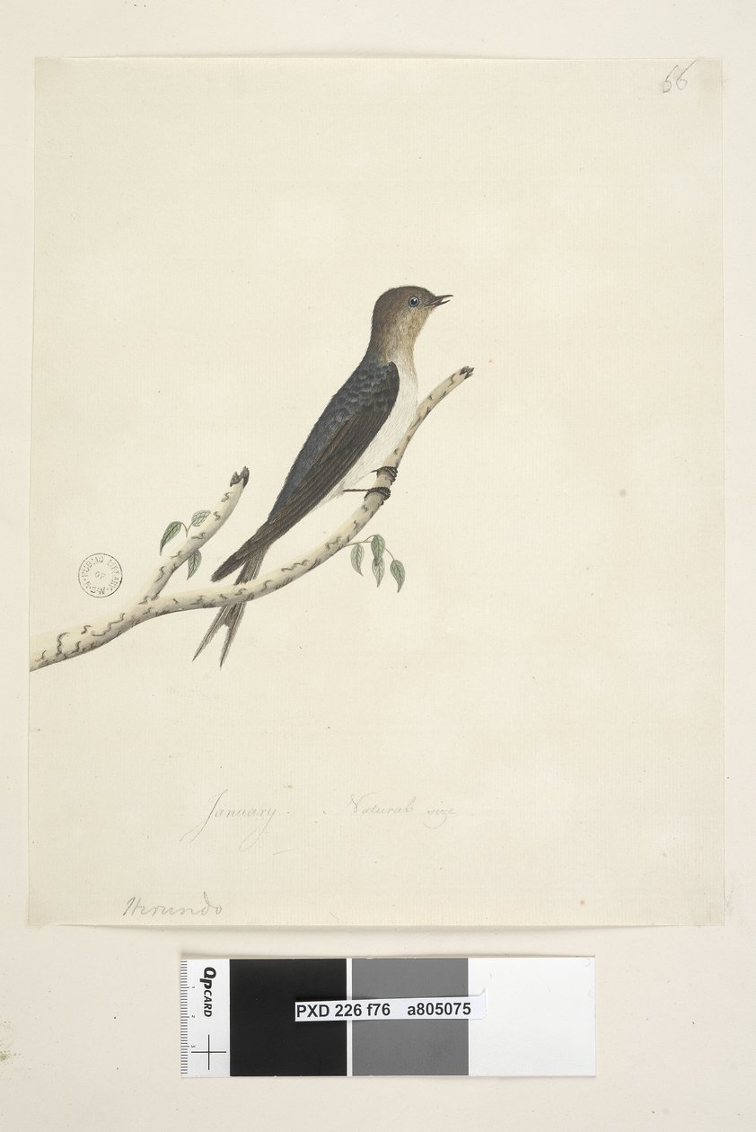 Sivu 76. Hirundo. alemmassa keskellä eri kädessä tammikuu Luonnonkoko Tervetuloa Pääskynen Hirundo neoxena, 1791-92 tekijältä Unknown artist